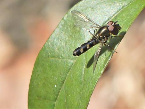 Réf. 249 628 : Platycheirus sp.